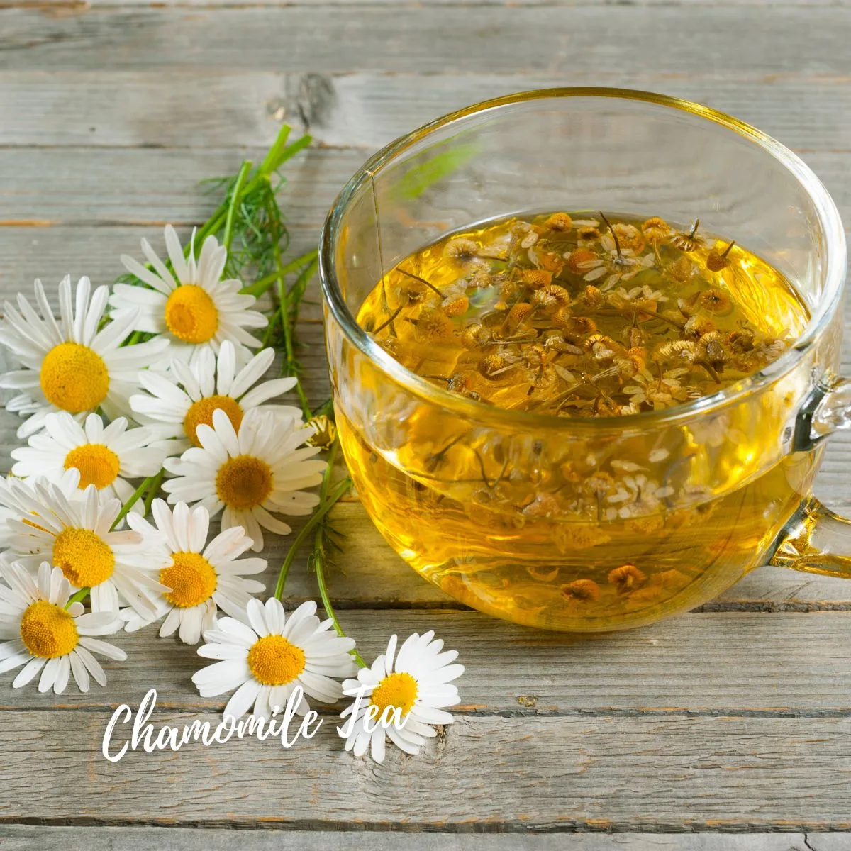 Chamomile Tea in Pakistan Chamomile Tea in Pakistan